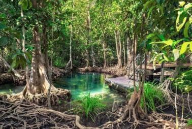 Private Samaná: Los Haitises Park, Caño Hondo und Yanigua Tour — Guided tour and outdoor activity