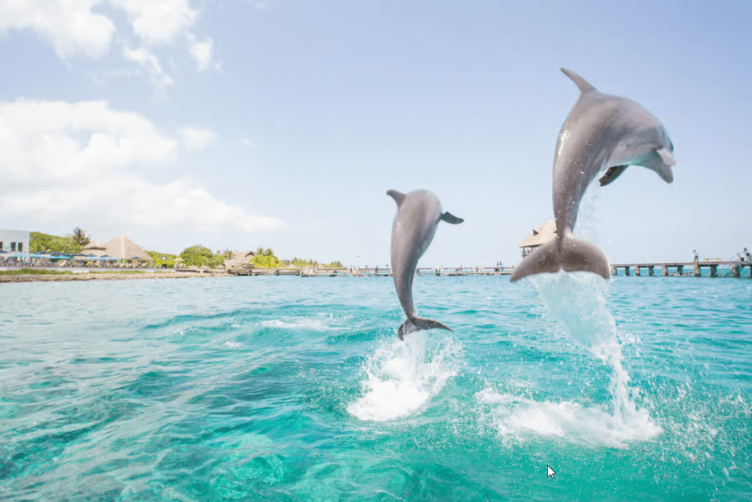 Punta Cana: Dolphin Explorer Swims and Interactions — Guided tour and outdoor activity