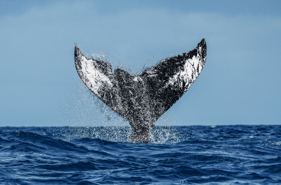 Samaná kontra Miches Whale Watching: kluczowe różnice