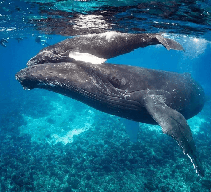 ¿Por qué las ballenas jorobadas violan la Bahía de Samaná?