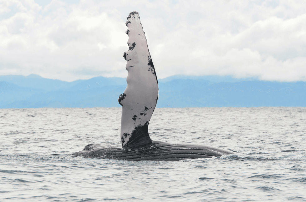 ¿Qué sucede en un tour de avistamiento de ballenas en Samaná?