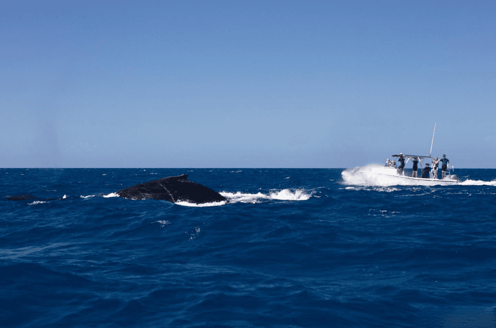 Humpback Whale Sounds and Frequencies in Samaná Bay