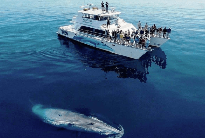 Keporkak ocasní v Samaná Bay: Co vědět