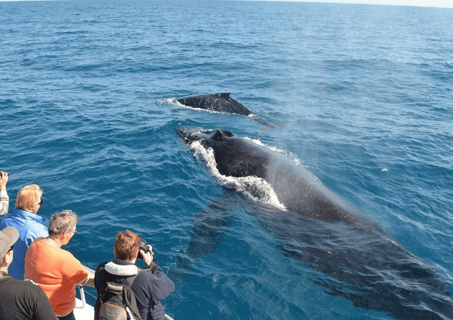 Cambio climático y migración de ballenas jorobadas: lo que hay que saber