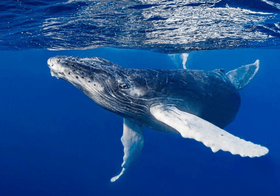 Enredo de ballenas jorobadas: causas, riesgos y rescate