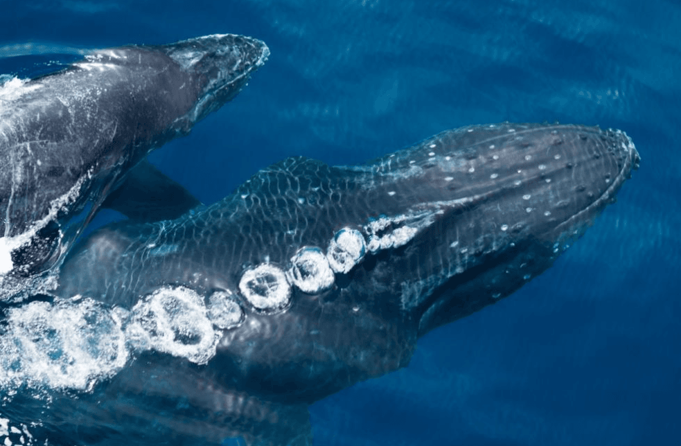 Jak keporkaci dýchají? Vysvětlení Blowholes