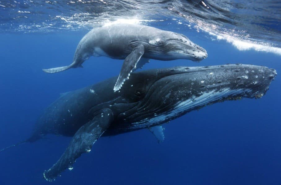 Samaná Whale Watching 2027: Ghid complet al vizitatorilor