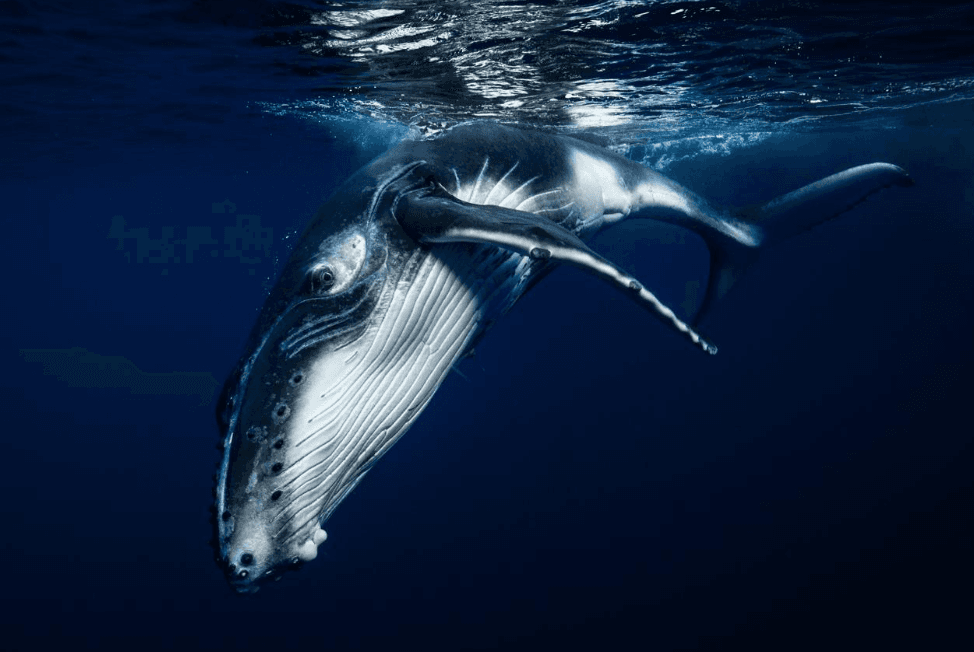 Why Do Humpback Whales Create Bubbles Underwater in Samaná Bay?