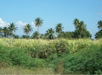 Cabarete: 2-person Dominikánská venkovská buggy Tour — Guided tour and outdoor activity