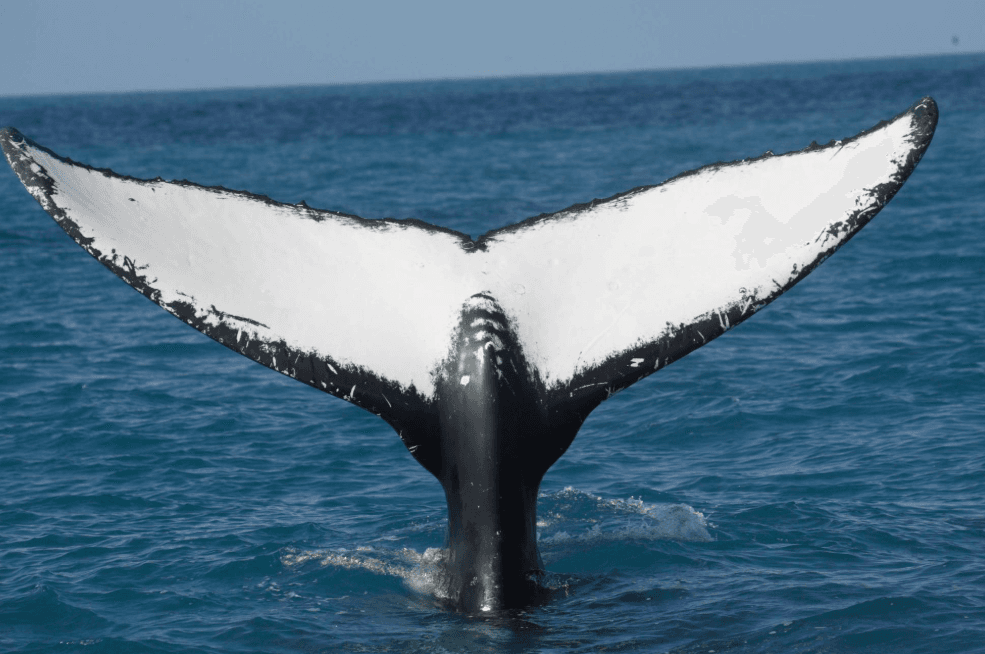 How Scientists Compare Humpback Whale Song Patterns