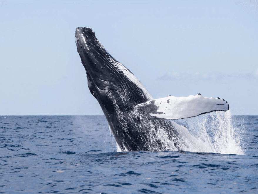 Samaná Bay Whale-Watching Map: Průvodce pro návštěvníky