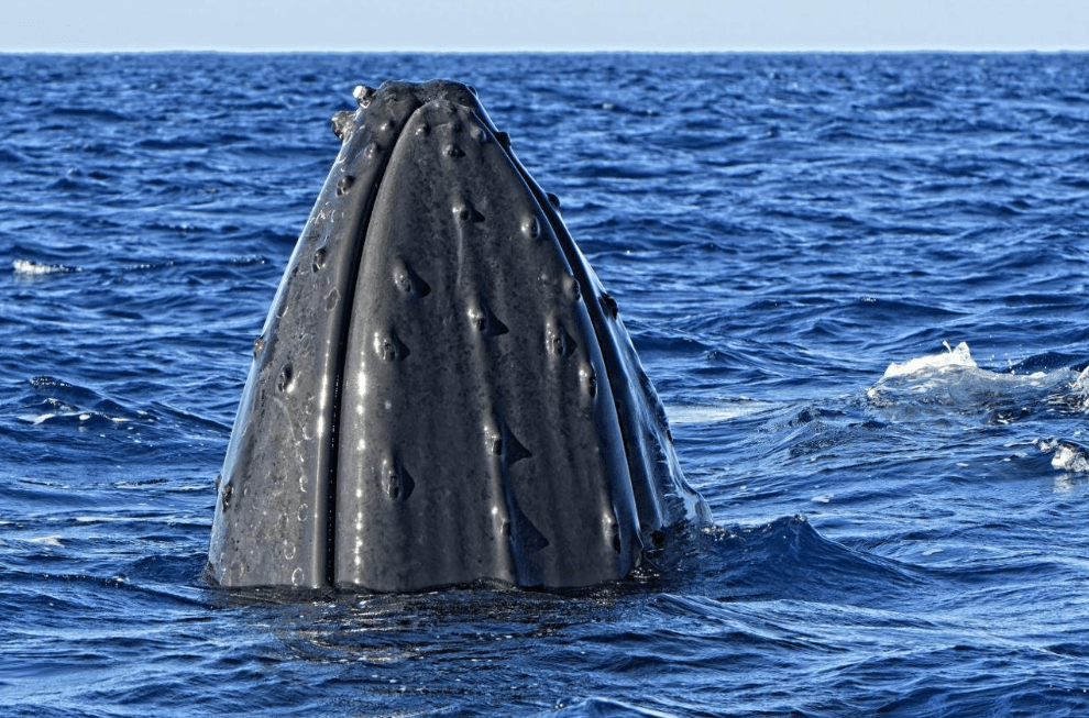 Why Do Humpback Whales Have Different Blow Patterns?